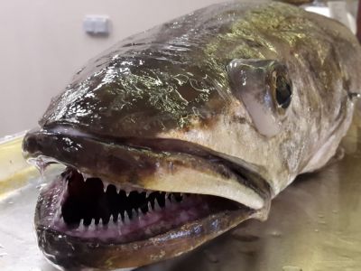 Ein großer Fisch liegt auf einem Stahltresen. Sein Maul ist geöffnet, und es sind einige kleine, spitze Zähne zu sehen. Seine grün, bräunliche Haus sieht aus, als wäre sie von einer durchsichtigen, schleimigen Gelschicht überzogen.