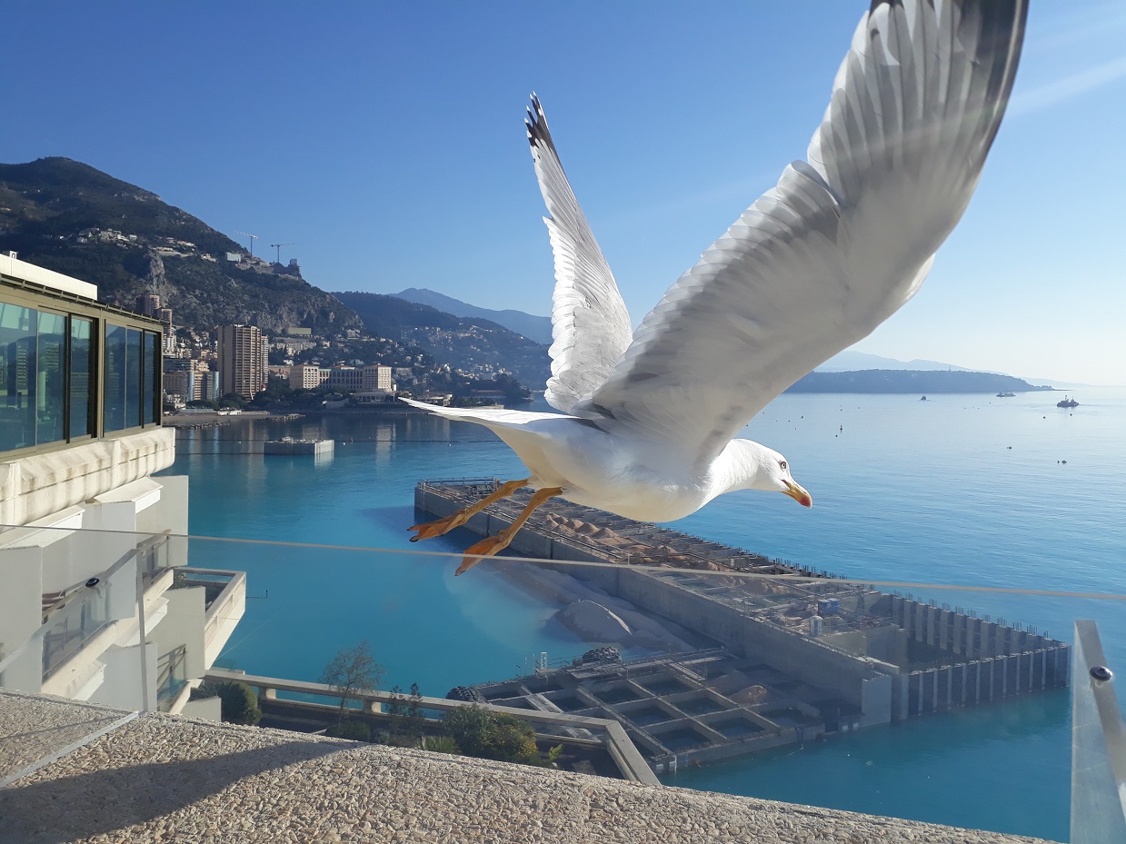 Eine Möwe fliegt gerade weg.